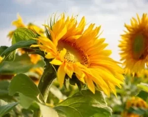 Honing 56 Zonnebloemhoning